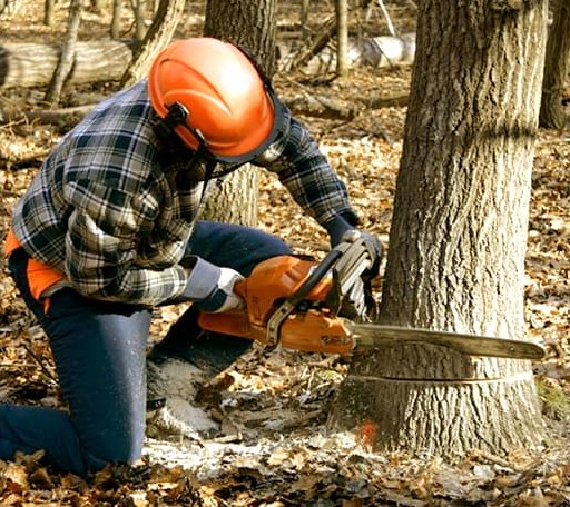 Tree Removal in Monterey, LA